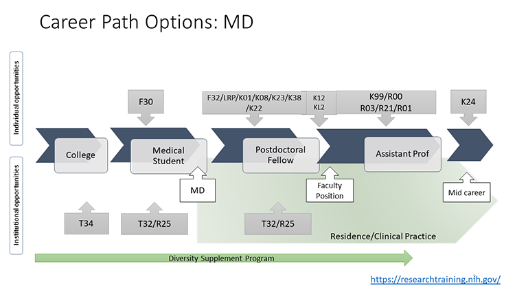 Career path for scientists with Medical degrees, including opportunities for undergraduates, medical students, clinical fellows and early career assistant professors.